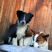 Усыплять или нет: итоги опроса об эвтаназии собак подвели в Новосибирске