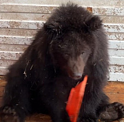Застрявшего медвежонка сняли с дерева в лесу под Новосибирском