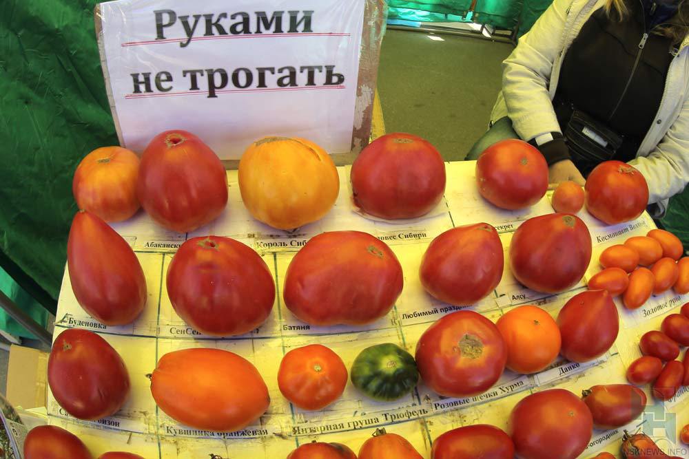 Семена томатов для новосибирска Семена томатов для новосибирска