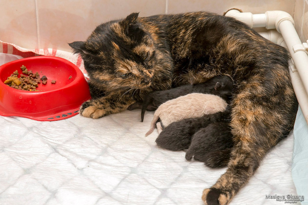 Беременная кошка сама пришла рожать в ветклинику Новосибирска