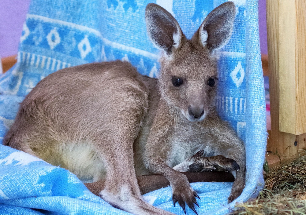 knopa-kenguru(1).jpg