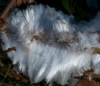 Новосибирцу удалось сфотографировать уникальное явление «ледяные волосы»
