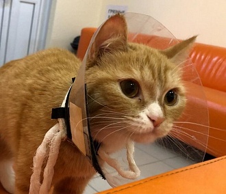 Айболит из Новосибирска спас кошку, которую хотели усыпить