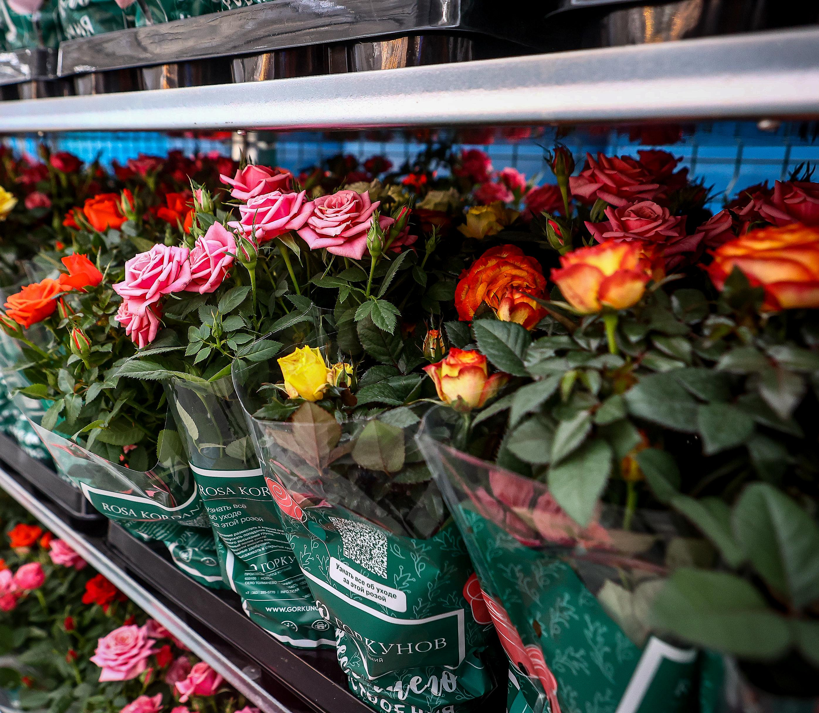 Горшечные розы в новосибирских теплицах стали выращивать роботы