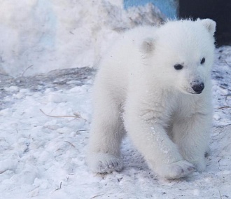 Имена для белых медвежат выбирают в Новосибирском зоопарке