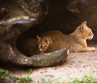 Два камышовых котёнка родились в Новосибирском зоопарке