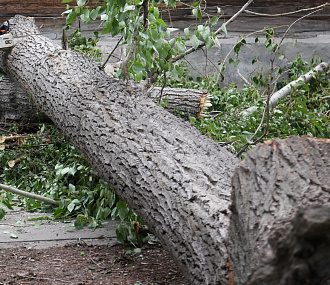 12 деревьев упало во время ливня с градом в правобережье Новосибирска