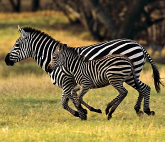 Жирафы, антилопы и зебры появятся в Новосибирском зоопарке