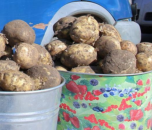 Новосибирцы не хотят сажать картошку у себя на даче в этом году