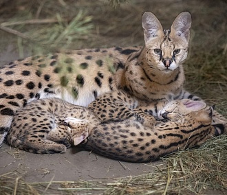Кошки Жоффруа в зоопарке Новосибирска впервые дали потомство