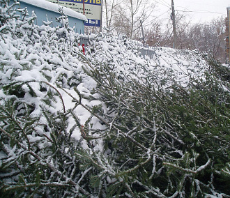 Охрану ёлок усилят перед Новым годом в Новосибирской области