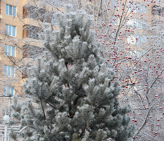 Морозная погода до −25 продержится в Новосибирске до четверга