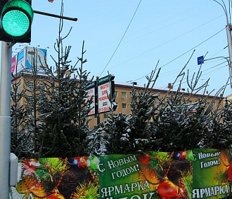 Ёлочные базары заработали в Новосибирске: сколько стоят деревья