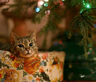 Кошки против ёлок: как уберечь питомца в Новый год