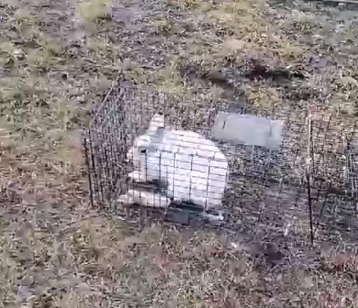 Травмированную зайчиху поймали в кошколовку на новосибирских дачах