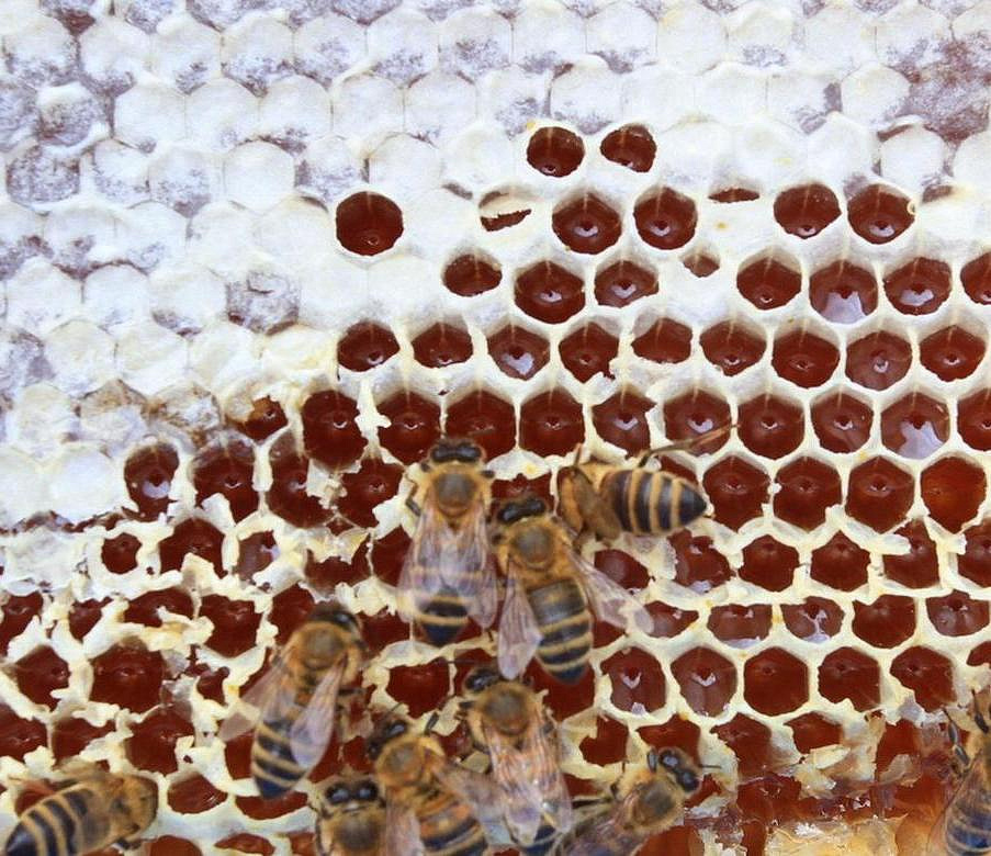 Массовую гибель пчёл выявили в семи районах Новосибирской области