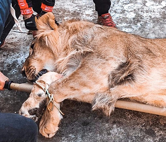 Ветеринары удалили клык цирковому льву Остину в Новосибирске