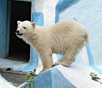 Белый медвежонок Норди в новосибирском зоопарке научился круто нырять