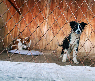 Бездомных собак раздадут в лофт-парке «Подземка»