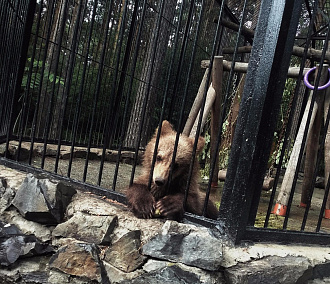 Лёха спал дольше всех: в Новосибирском зоопарке проснулись медведи
