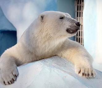 Льдогенератор появился в логове белых медведей Кая и Герды