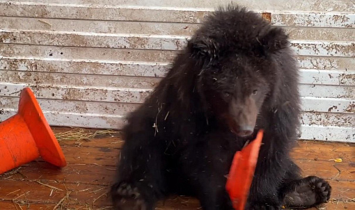 Застрявшего медвежонка сняли с дерева в лесу под Новосибирском