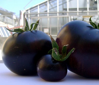 Чёрные томаты выращивают новосибирские селекционеры