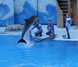 Улыбаться с высунутым языком научился дельфин Сева в Новосибирске