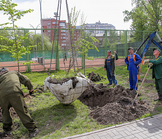 Высадка новых деревьев в Нарымском сквере. Фотогалерея