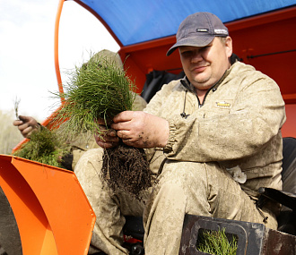 Деревьев на 44 миллиона высадят в Новосибирской области до конца года