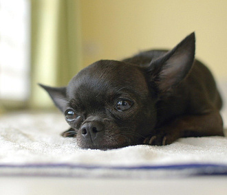 Ветеринары вылечили от облысения щенка чихуахуа в Новосибирске