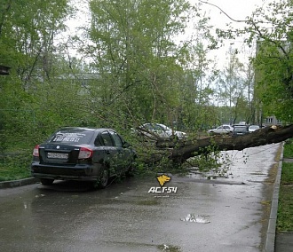 Штормовой ветер повалил десятки деревьев в Новосибирске