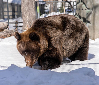 Бурые медведи Лёха и Валя вышли из берлоги после зимней спячки