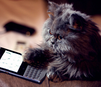 Новосибирец лишился IPhone 5S после звонка «Котёнка»