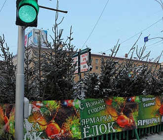 Где в Новосибирске откроют ёлочные базары
