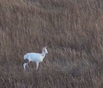 Уникальную косулю-альбиноса заметили в Новосибирской области