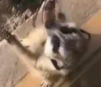 Видео с сурикатом в зоопарке покорило Instagram