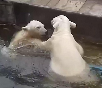 Белые медвежата из зоопарка устроили водные бои в день Ивана Купала