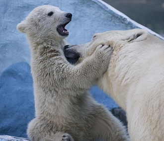 Хлоя, Беллатрикс и Пепе: Зоопарк объявил Топ-10 имён для медвежат