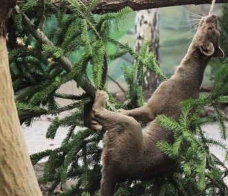 Непроданными ёлками посыплют аллеи в Новосибирском зоопарке