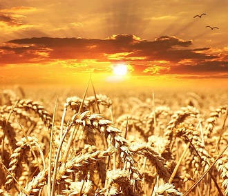 Хлебная жизнь: новосибирские учёные расшифровали геном пшеницы