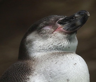 Самодовольного пингвина Гумбольдта показали в Новосибирском зоопарке
