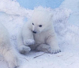 Белые медвежата-двойняшки чудят в новосибирском зоопарке
