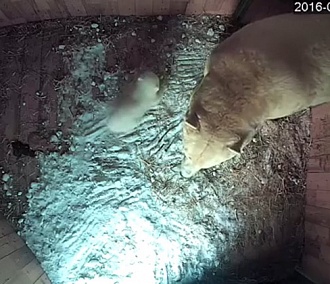 Белый медвежонок родился в Новосибирском зоопарке