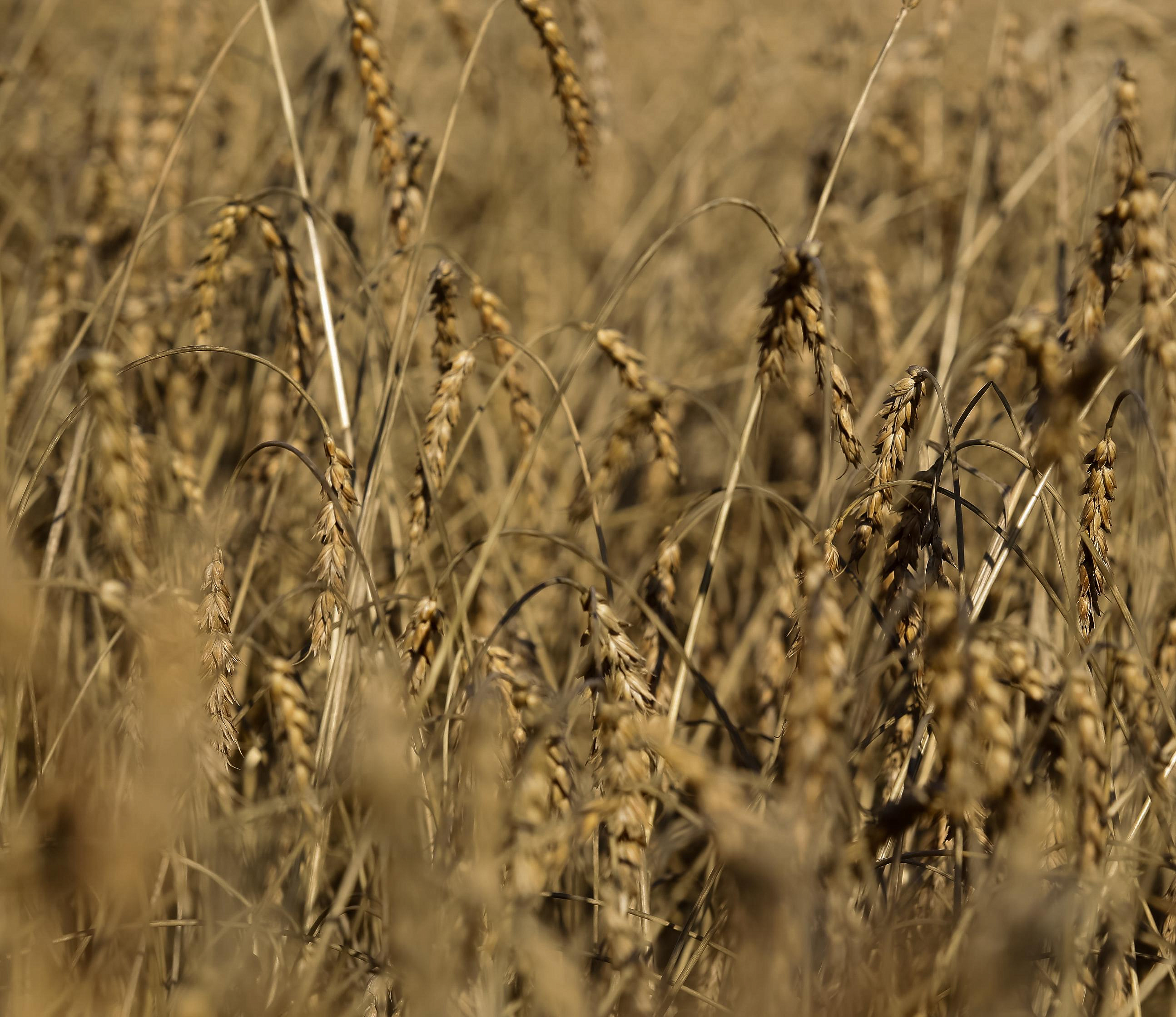 Первый миллион тонн зерна намолотили в Новосибирской области