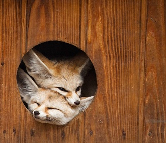 Три лопоухие лисички из Новосибирска уехали жить в Японию
