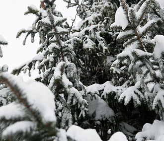 Сказочные зимние пейзажи выкладывают в Instagram новосибирцы