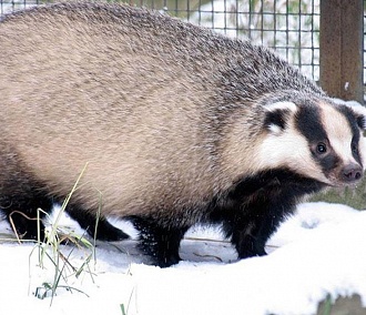 Животные Новосибирского зоопарка растолстели к зиме