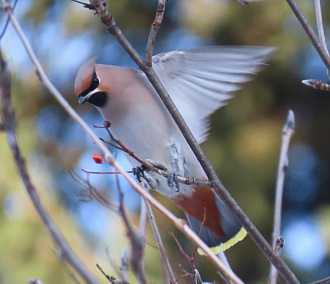 Зима близко: свиристели и снегири прилетели в Новосибирск