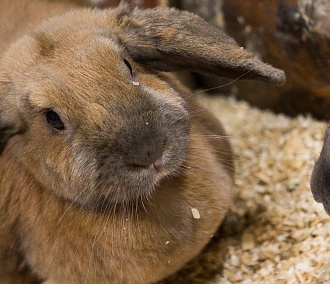 Кролики расплодились в Академгородке: где можно встретить ушастых